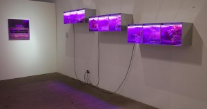 installation Astroculture (Shelf Life) 1